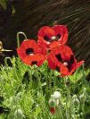 Poppy Flowers