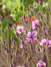 The outside garnen has lots of unusual flowers and plants