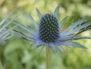 Another interesting plant