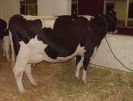 Mooooooooooo!