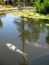 The fountain is protected by colorful koi-lookalike piranha