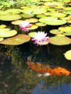 Dainty lilypad and a big honkin fish