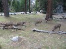 Some deer were grazing