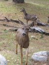 One of the Deer came to greet us