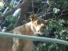 Here Kitty Kitty... Nice Kitty
